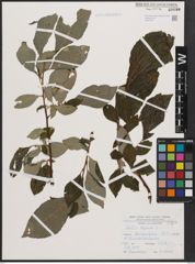 Foto von Salix caprea L.